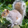 Squirrel, Great Yarmouth, Norfolk