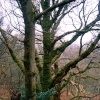 Gutch Common West of Tisbury