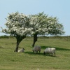 Hawthorn Tree, Quantock Hills, Somerset