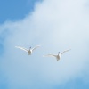 Swans in flight over the River Humber