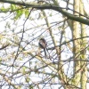 Unidentified bird, Wallingford