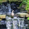 Mallard and ducklings