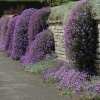 Vivid Wall