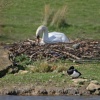 Mute Swan on nest at Herrington Country Park.