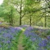Path through the bluebells in Spring Wood