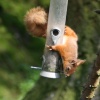 Red Squirrel stealing from the bird feeder as seen from the nature hide at Wallington Hall, Northumberland.