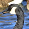 Canada goose