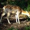 Fallow deer