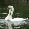 Courting Couple