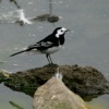 Pied Wagtail.