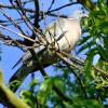Wood pigeon....columba livia