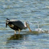 Herron Fishing at Herrington Pond.