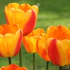 Tulips in Hope Park