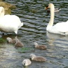 Mute Swan Family.