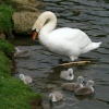 Mute Swan Family.