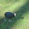 A Coot in St. James's Park.