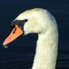 Mute swan