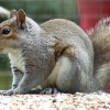 Grey squirrel