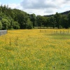Buttercups