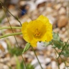 Yellow Horned Poppy, Pagham Spit, Pagham, West Sussex