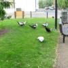 Ely Cambridgeshire