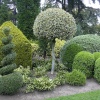 Topiary