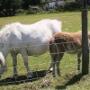 Pony and foal