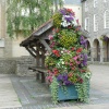 Flowers in the town square