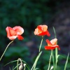 Poppies at Saltwells