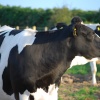 We're not a-moo-sed!