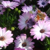 Butterfly on Osteospermum