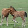 Two Young Foals - New Forest