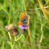 Small copper butterfly....lycaena phlaeas