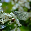 Green-veined white butterfly.......artogeia napi