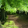 Woods at Knowle Green