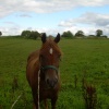 Friendly horse