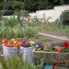 The Allotments