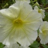 Garden flora in Wheatley
