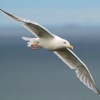 Herring Gull