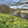 Attingham Park in Spring