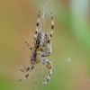 Garden spider......araneus diadematus (male)