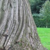 'close up' of bark on sweet chestnut tree