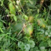 A spider at Shotover