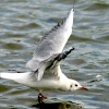Blackheaded Gull in winter plumage, landing at Herrington Ponds