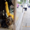 How much is that doggy in the window???