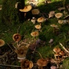 Toadstools, Hazelborough Wood, Silverstone, Northants.