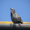 Starling on the look out for something to eat