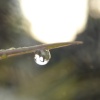 Dew drops