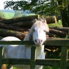 Pony