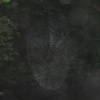 Spider's web